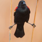 Red-winged Blackbird