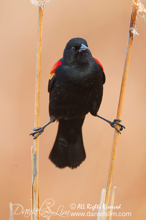 Red-winged Blackbird