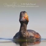 Eared Grebe in breeding color, White Rock Lake