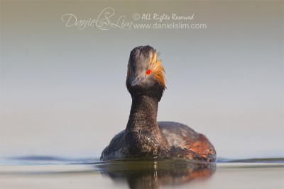 Eared Grebe in breeding color, White Rock Lake