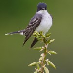 Eastern Kingbird Flycatcher