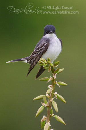 Eastern Kingbird Flycatcher