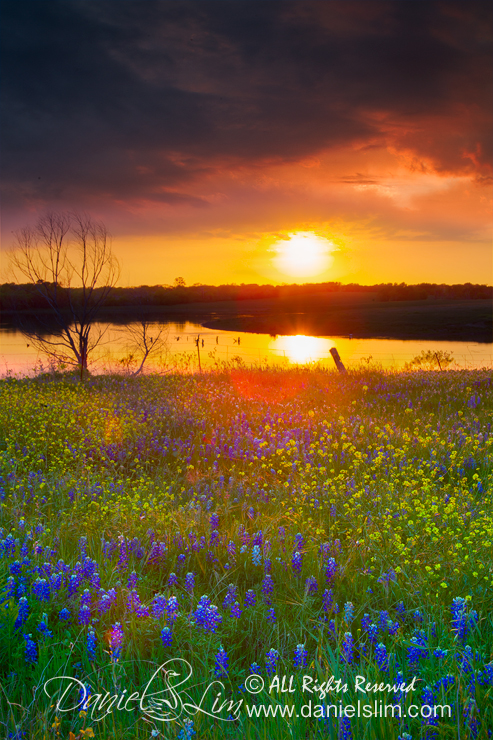 A dramatic sunset and bluebonnets - Ennis, Texas 