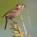 Female Red-winged Black Bird with nesting material