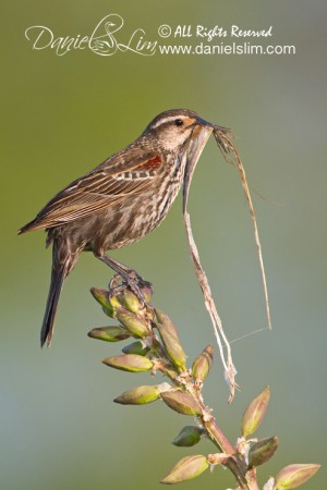 Female Red-winged Black Bird with nesting material