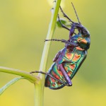 Forest Caterpillar Hunter -  Calosoma Sycophanta