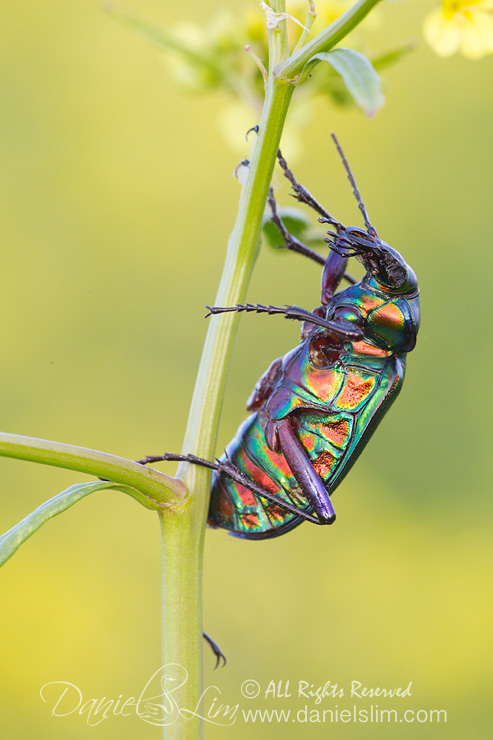 Forest Caterpillar Hunter -  Calosoma Sycophanta