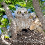 Great Horned Owlets - Fort Worth, Texas