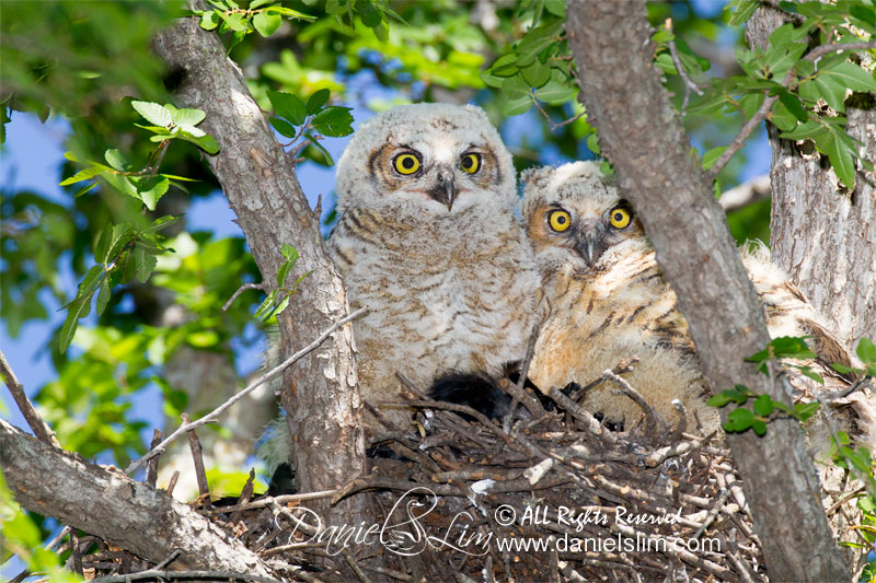 Great Horned Owlets - Fort Worth, Texas