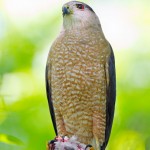 Male cooper hawk with a killer