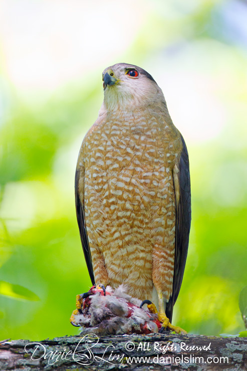 Male cooper hawk with a killer