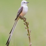 Scissor-tailed Flycatcher Perch - White Rock Lake