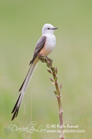 Scissor-tailed Flycatcher Perch - White Rock Lake