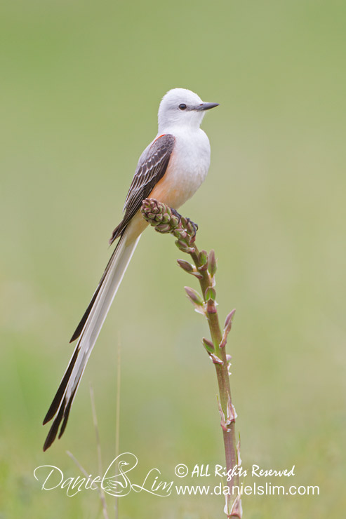 Scissor-tailed Flycatcher Perch - White Rock Lake