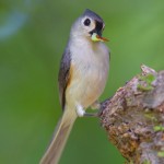Tufted Titmouse with worms
