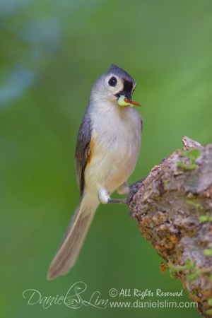 Tufted Titmouse with worms