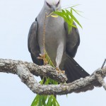 Mississippi kite with nesting material