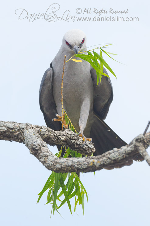 Mississippi kite with nesting material