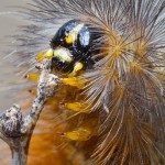 Salt Marsh Moth Caterpillar