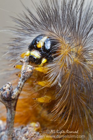 Salt Marsh Moth Caterpillar