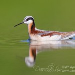 Female Wilson's Phalarope in breeding color - Village Creek, Arlington Texas