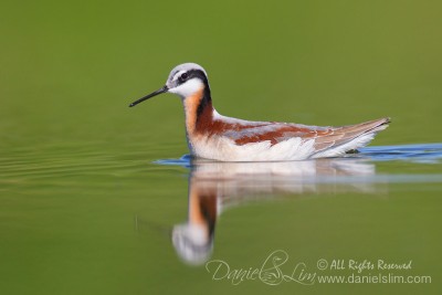 Female Wilson's Phalarope in breeding color - Village Creek, Arlington Texas