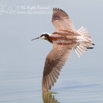 Female Wilson’s Phalarope in Flight at Village Creek - Arlington, Texas