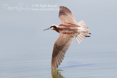 Female Wilson’s Phalarope in Flight at Village Creek - Arlington, Texas