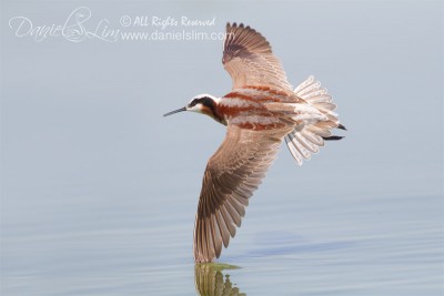 Female Wilson’s Phalarope in Flight at Village Creek - Arlington, Texas