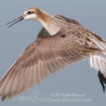 Male Wilson's Phalarope in Flight - Village Creek Drying Beds