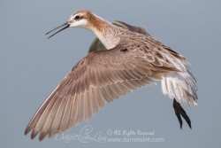 Male Wilson's Phalarope in Flight - Village Creek Drying Beds