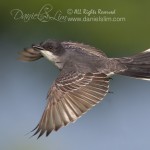 Eastern Kingbird Flycatcher in Flight