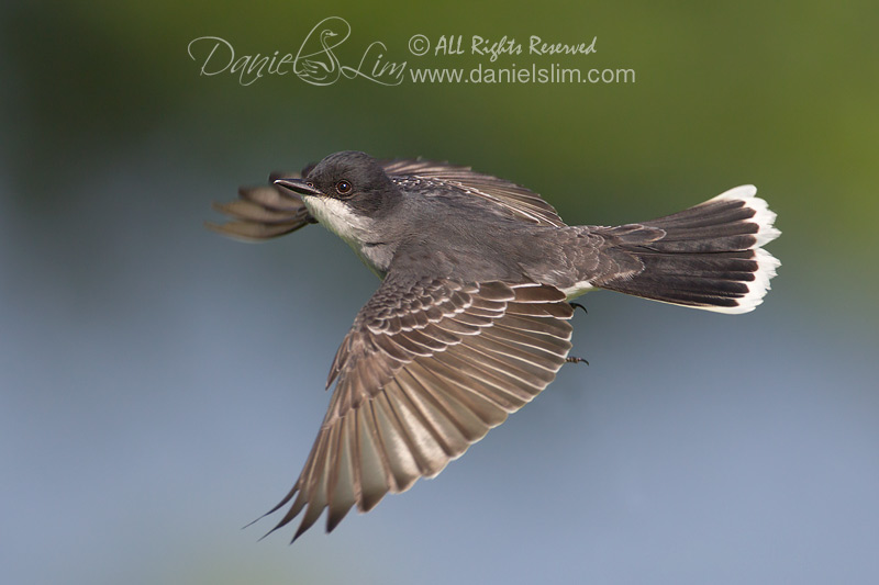 Eastern Kingbird Flycatcher in Flight