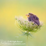 Fledgling Red-winged Blackbird on Wild Carrot Flower