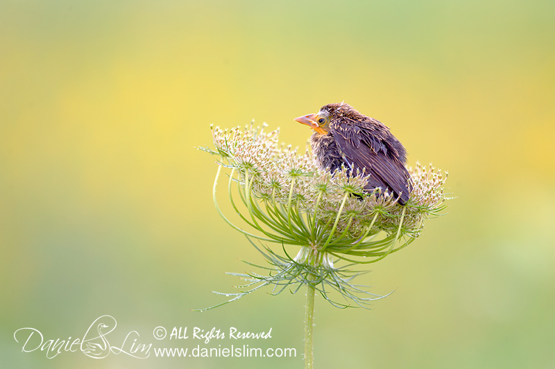 Fledgling Red-winged Blackbird on Wild Carrot Flower