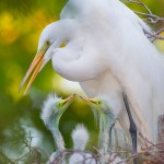 Great Egret nest and trio of chicks at the Dallas City Rookery