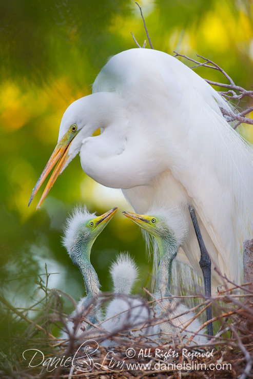 Great Egret nest and trio of chicks at the Dallas City Rookery