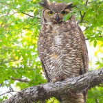 Great Horned Owl - Tarrant County, Texas