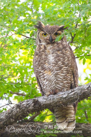 Great Horned Owl - Tarrant County, Texas