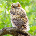 Great Horned Owlet - Tarrant County, Texas