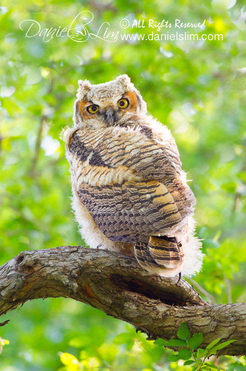 Great Horned Owlet - Tarrant County, Texas