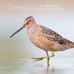 Long-billed Dowitcher - Village Creek, Arlington Texas