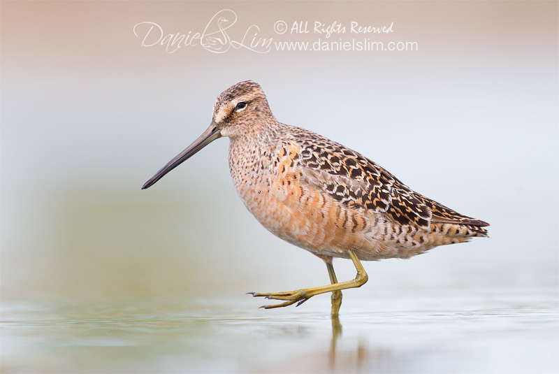 Long-billed Dowitcher - Village Creek, Arlington Texas