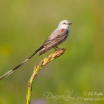 Scissor-tailed Flycatcher perched on Yucca stalk