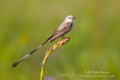 Scissor-tailed Flycatcher perched on Yucca stalk