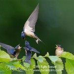 Barn Swallow feeding a trio of juvenile