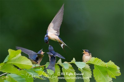 Barn Swallow feeding a trio of juvenile