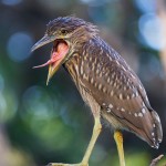 Black crowned night heron