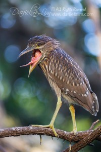 Black crowned night heron