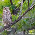 Great Horned Owl at Sunset Bay - White Rock Lake